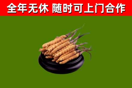 凉山回收散虫草