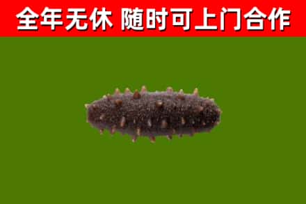 凉山回收海参干